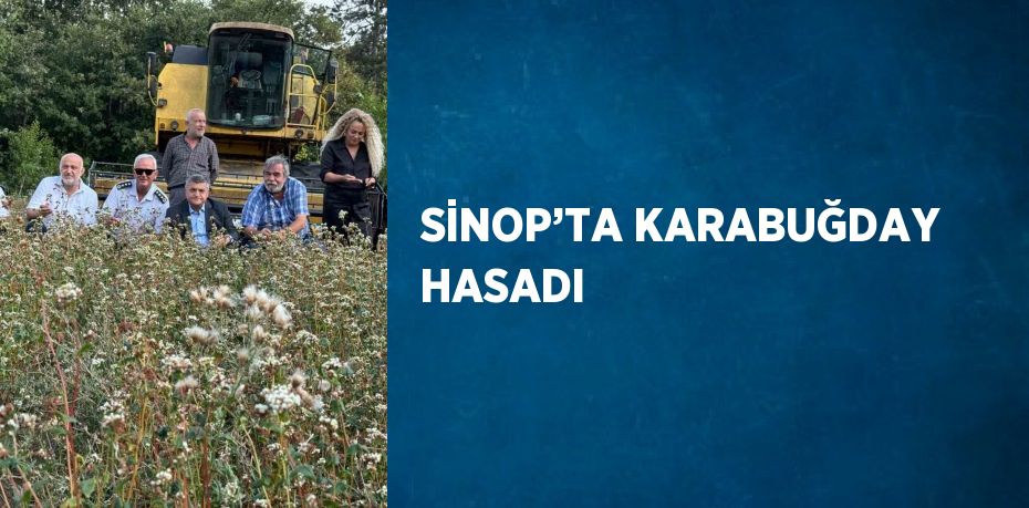 SİNOP’TA KARABUĞDAY HASADI