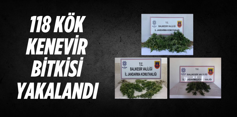 118 KÖK KENEVİR BİTKİSİ YAKALANDI