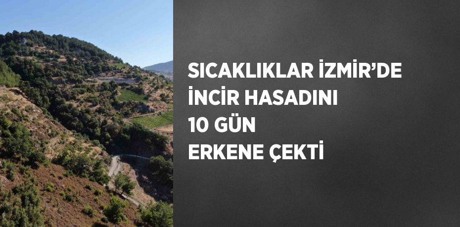 SICAKLIKLAR İZMİR’DE İNCİR HASADINI 10 GÜN ERKENE ÇEKTİ