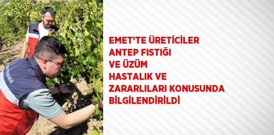 EMET’TE ÜRETİCİLER ANTEP FISTIĞI VE ÜZÜM HASTALIK VE ZARARLILARI KONUSUNDA BİLGİLENDİRİLDİ