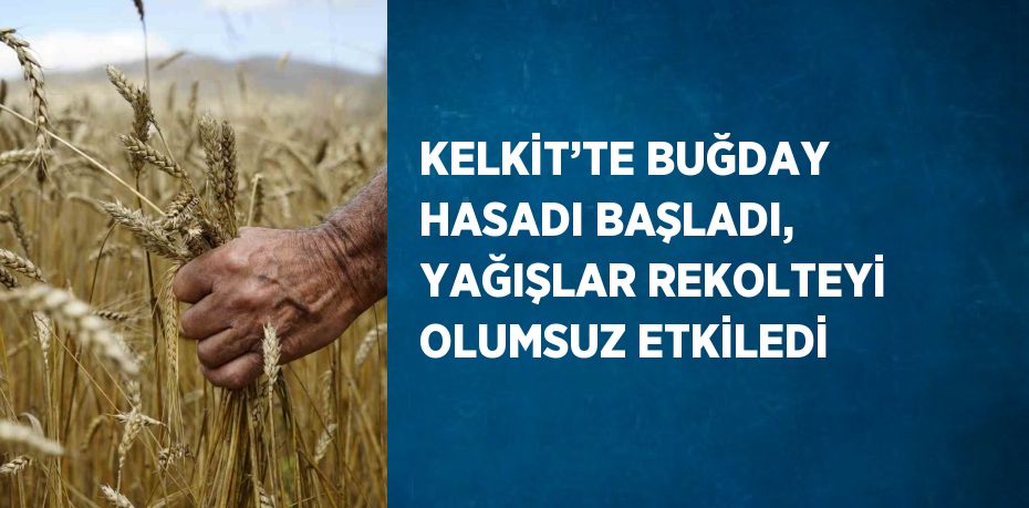 KELKİT’TE BUĞDAY HASADI BAŞLADI, YAĞIŞLAR REKOLTEYİ OLUMSUZ ETKİLEDİ