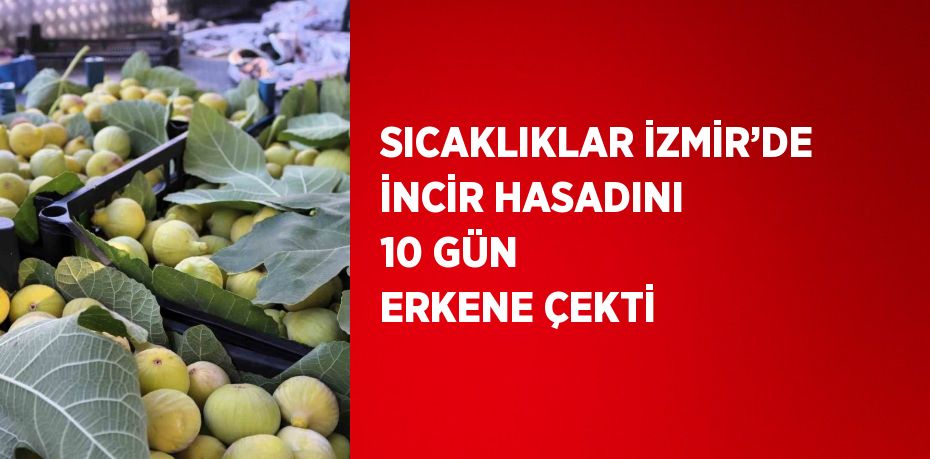 SICAKLIKLAR İZMİR’DE İNCİR HASADINI 10 GÜN ERKENE ÇEKTİ