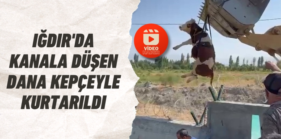 Iğdır'da kanala düşen dana kepçeyle kurtarıldı