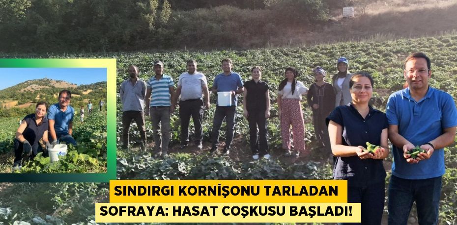 Sındırgı Kornişonu Tarladan Sofraya: Hasat Coşkusu Başladı!