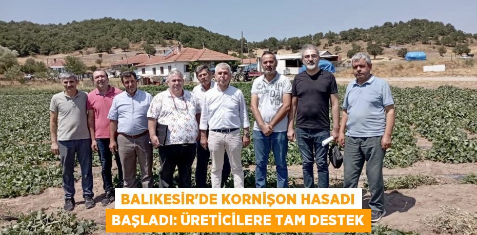 Balıkesir'de Kornişon Hasadı Başladı: Üreticilere Tam Destek