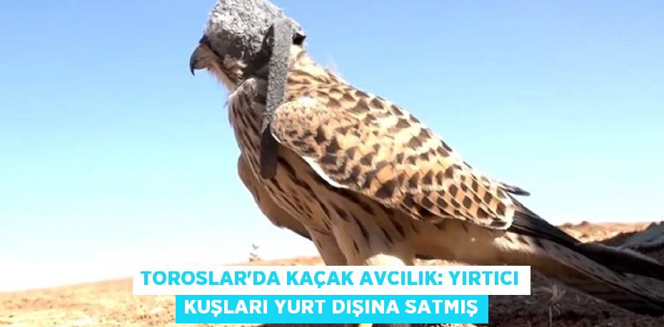 Toroslar’da Kaçak Avcılık: Yırtıcı Kuşları Yurt Dışına Satmış
