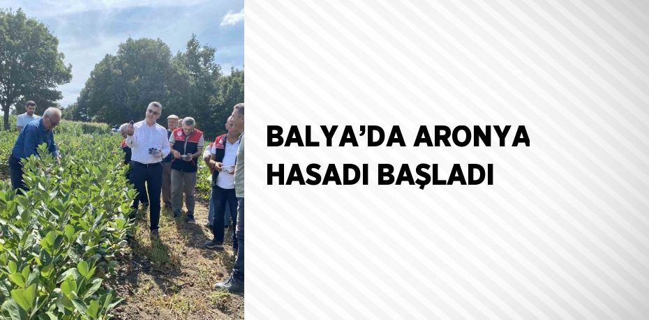 BALYA’DA ARONYA HASADI BAŞLADI