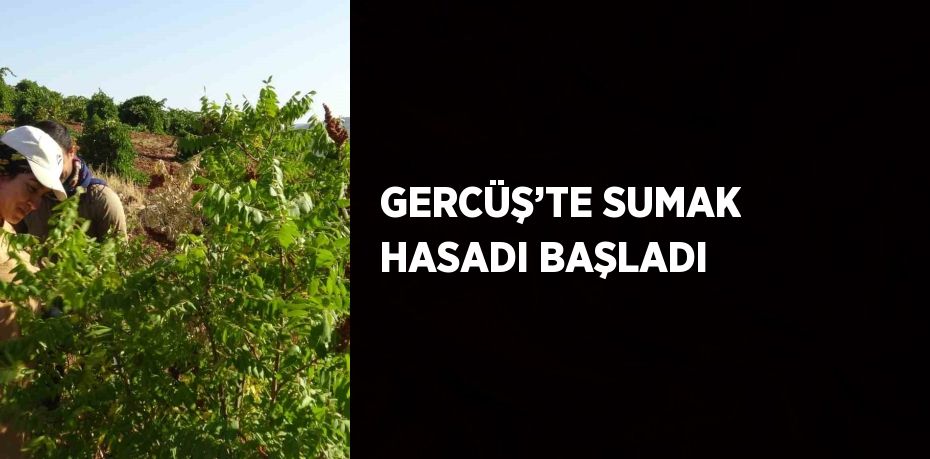 GERCÜŞ’TE SUMAK HASADI BAŞLADI