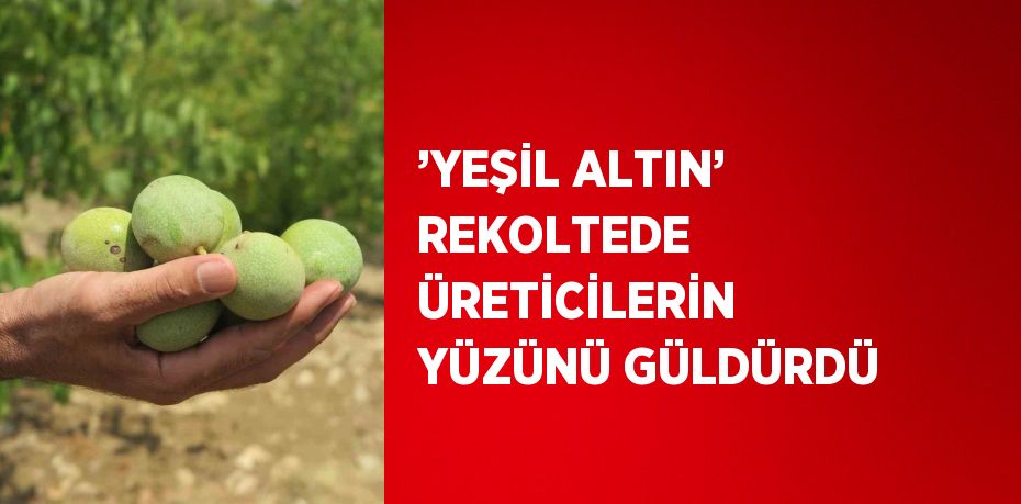 ’YEŞİL ALTIN’ REKOLTEDE ÜRETİCİLERİN YÜZÜNÜ GÜLDÜRDÜ