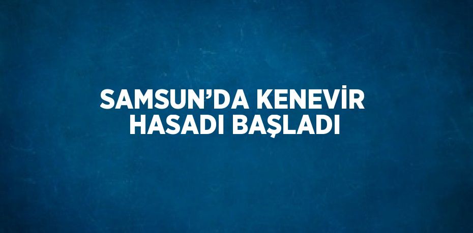 SAMSUN’DA KENEVİR HASADI BAŞLADI