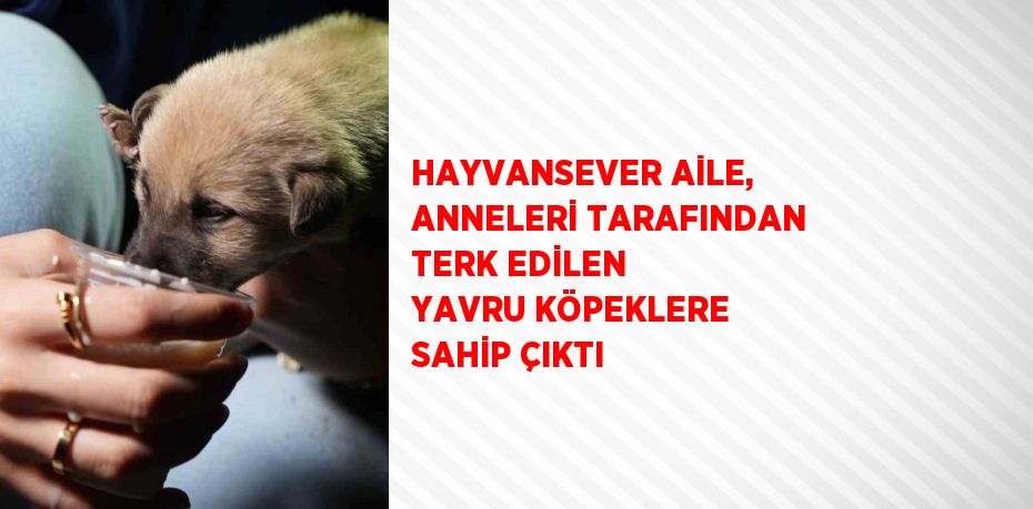 HAYVANSEVER AİLE, ANNELERİ TARAFINDAN TERK EDİLEN YAVRU KÖPEKLERE SAHİP ÇIKTI