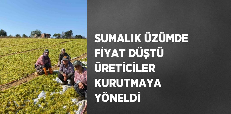 SUMALIK ÜZÜMDE FİYAT DÜŞTÜ ÜRETİCİLER KURUTMAYA YÖNELDİ