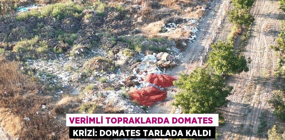 VERİMLİ TOPRAKLARDA DOMATES KRİZİ: DOMATES TARLADA KALDI