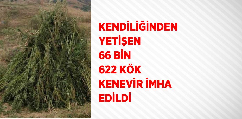 KENDİLİĞİNDEN YETİŞEN 66 BİN 622 KÖK KENEVİR İMHA EDİLDİ