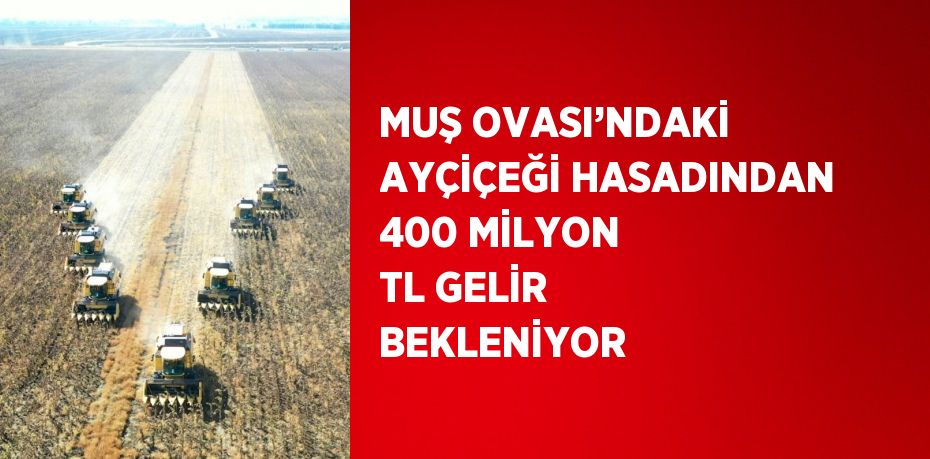 MUŞ OVASI’NDAKİ AYÇİÇEĞİ HASADINDAN 400 MİLYON TL GELİR BEKLENİYOR