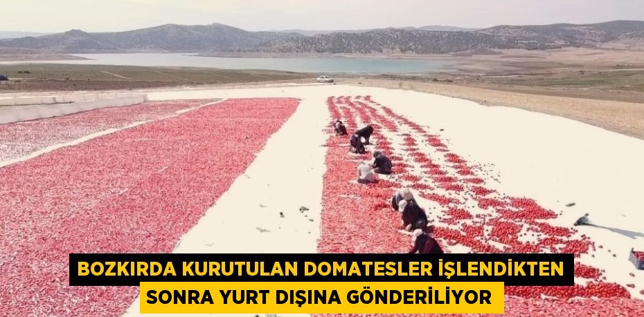 BOZKIRDA KURUTULAN DOMATESLER İŞLENDİKTEN SONRA YURT DIŞINA GÖNDERİLİYOR