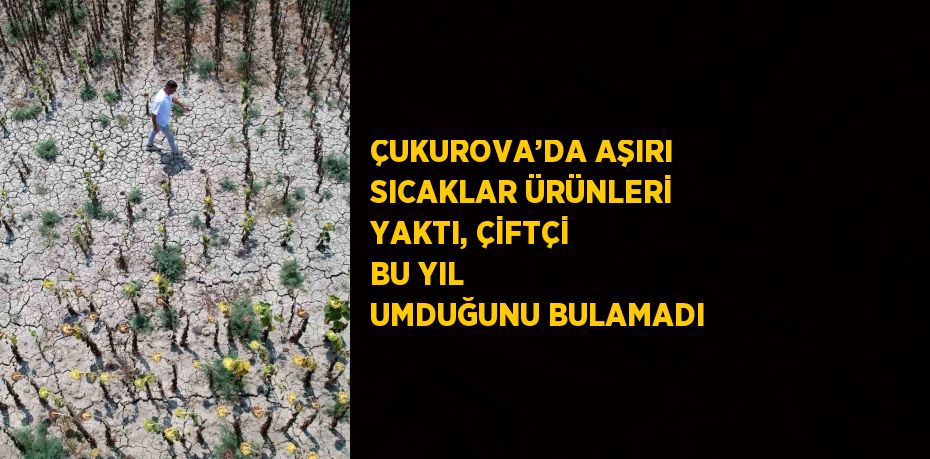 ÇUKUROVA’DA AŞIRI SICAKLAR ÜRÜNLERİ YAKTI, ÇİFTÇİ BU YIL UMDUĞUNU BULAMADI