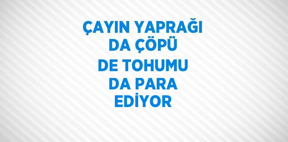 ÇAYIN YAPRAĞI DA ÇÖPÜ DE TOHUMU DA PARA EDİYOR