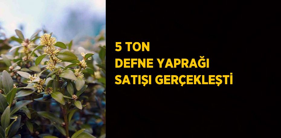 5 TON DEFNE YAPRAĞI SATIŞI GERÇEKLEŞTİ