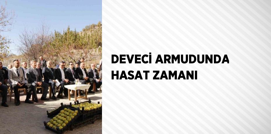 DEVECİ ARMUDUNDA HASAT ZAMANI