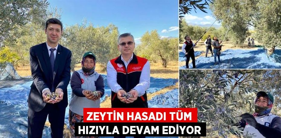 ZEYTİN HASADI TÜM HIZIYLA DEVAM EDİYOR