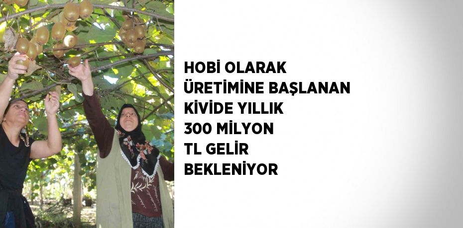 HOBİ OLARAK ÜRETİMİNE BAŞLANAN KİVİDE YILLIK 300 MİLYON TL GELİR BEKLENİYOR