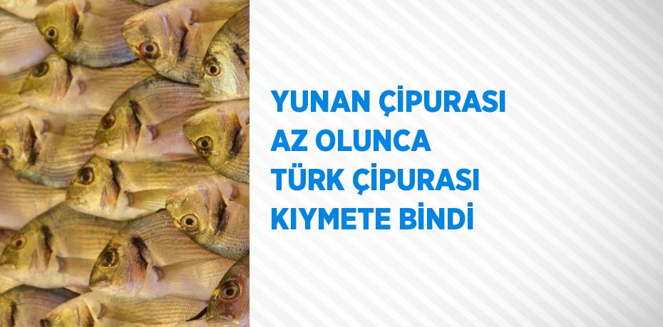 YUNAN ÇİPURASI AZ OLUNCA TÜRK ÇİPURASI KIYMETE BİNDİ