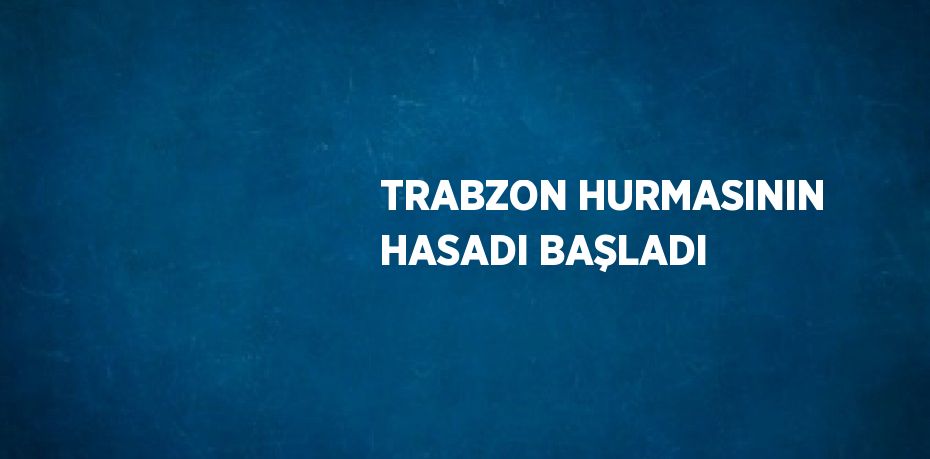 TRABZON HURMASININ HASADI BAŞLADI