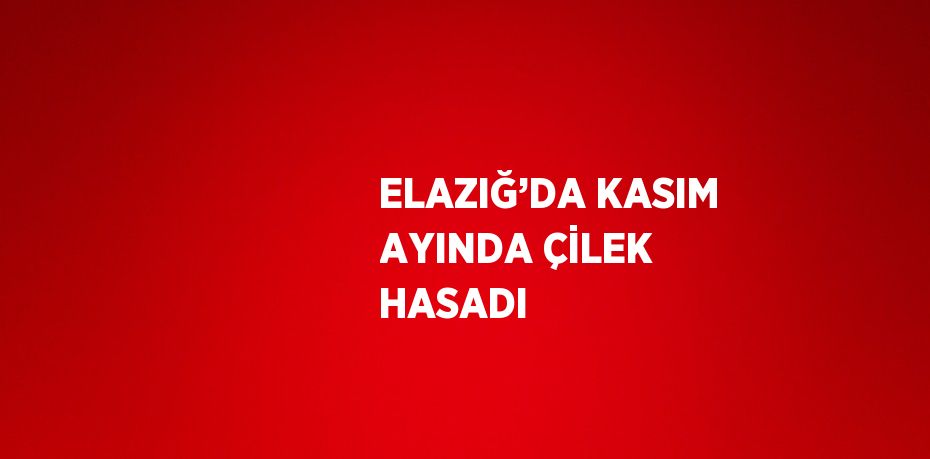 ELAZIĞ’DA KASIM AYINDA ÇİLEK HASADI