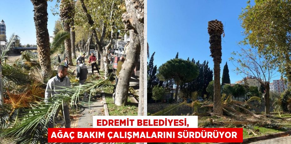 EDREMİT BELEDİYESİ,   AĞAÇ BAKIM ÇALIŞMALARINI SÜRDÜRÜYOR