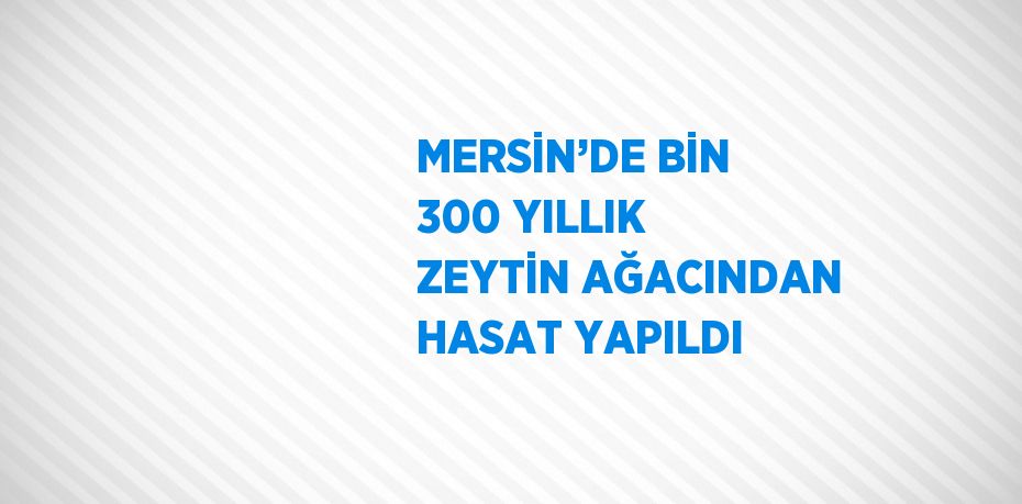 MERSİN’DE BİN 300 YILLIK ZEYTİN AĞACINDAN HASAT YAPILDI