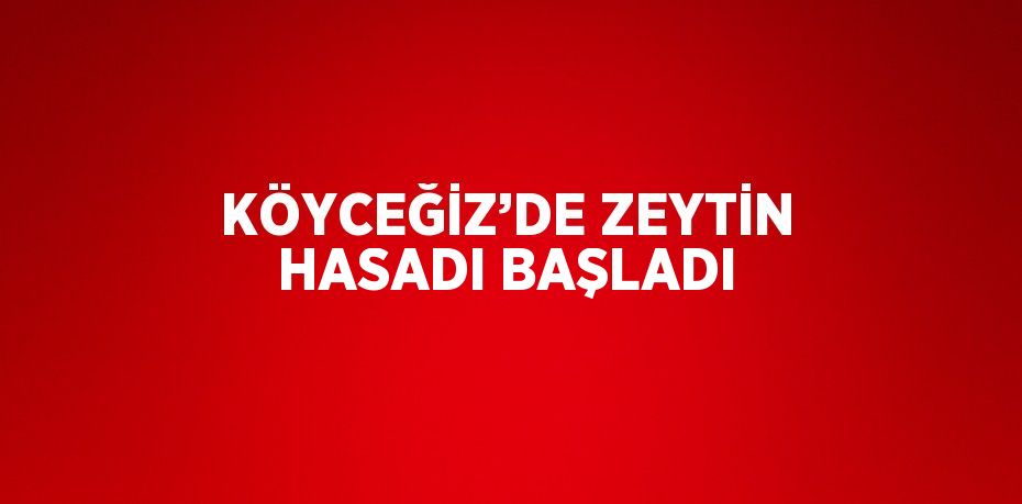 KÖYCEĞİZ’DE ZEYTİN HASADI BAŞLADI