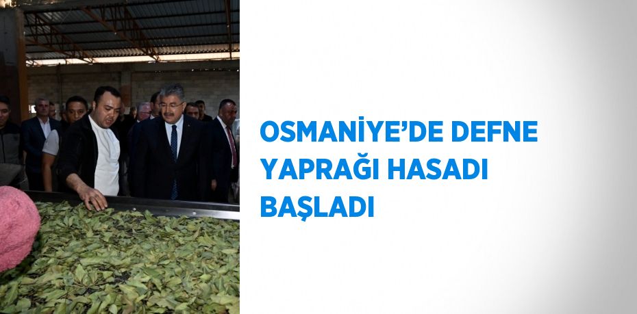 OSMANİYE’DE DEFNE YAPRAĞI HASADI BAŞLADI