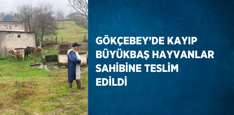 GÖKÇEBEY’DE KAYIP BÜYÜKBAŞ HAYVANLAR SAHİBİNE TESLİM EDİLDİ