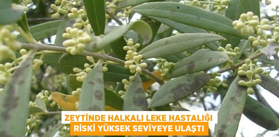 ZEYTİNDE HALKALI LEKE HASTALIĞI RİSKİ YÜKSEK SEVİYEYE ULAŞTI