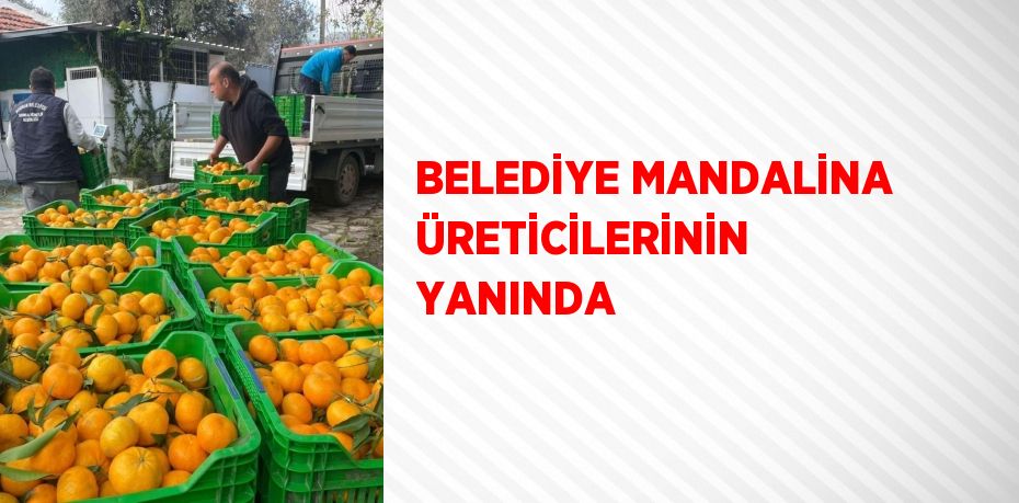 BELEDİYE MANDALİNA ÜRETİCİLERİNİN YANINDA