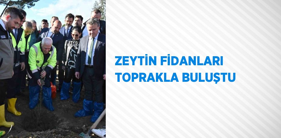 ZEYTİN FİDANLARI TOPRAKLA BULUŞTU