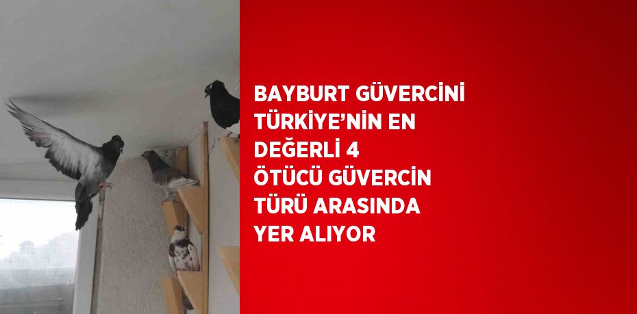 BAYBURT GÜVERCİNİ TÜRKİYE’NİN EN DEĞERLİ 4 ÖTÜCÜ GÜVERCİN TÜRÜ ARASINDA YER ALIYOR