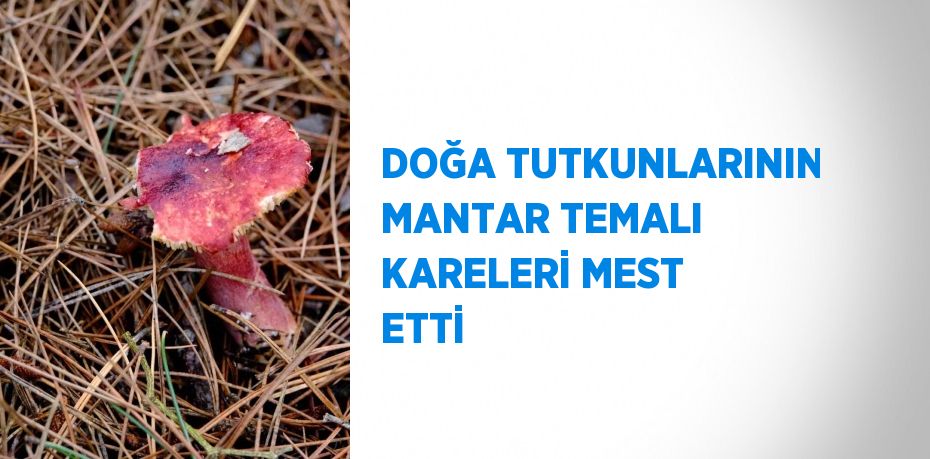 DOĞA TUTKUNLARININ MANTAR TEMALI KARELERİ MEST ETTİ