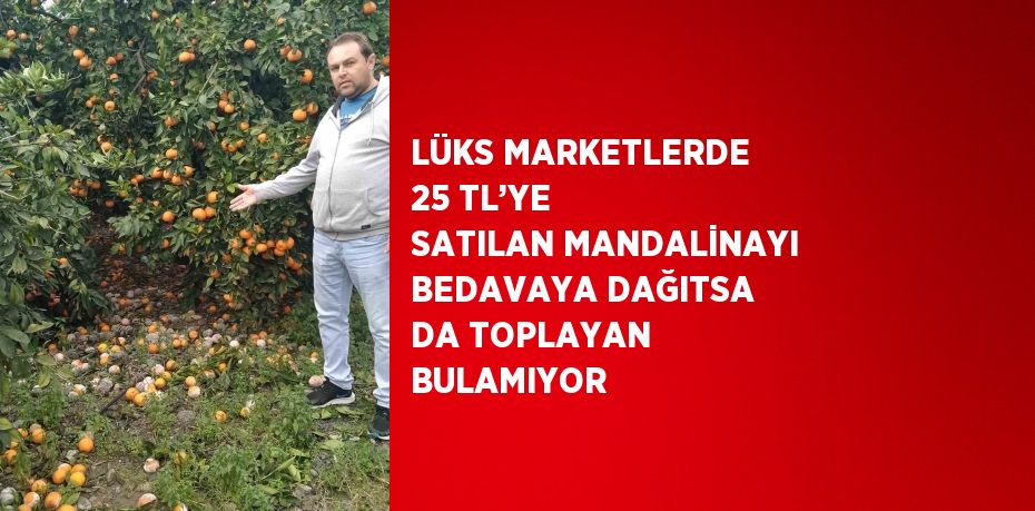 LÜKS MARKETLERDE 25 TL’YE SATILAN MANDALİNAYI BEDAVAYA DAĞITSA DA TOPLAYAN BULAMIYOR