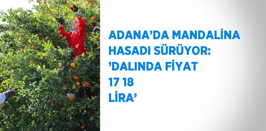 ADANA’DA MANDALİNA HASADI SÜRÜYOR: ’DALINDA FİYAT 17 18 LİRA’