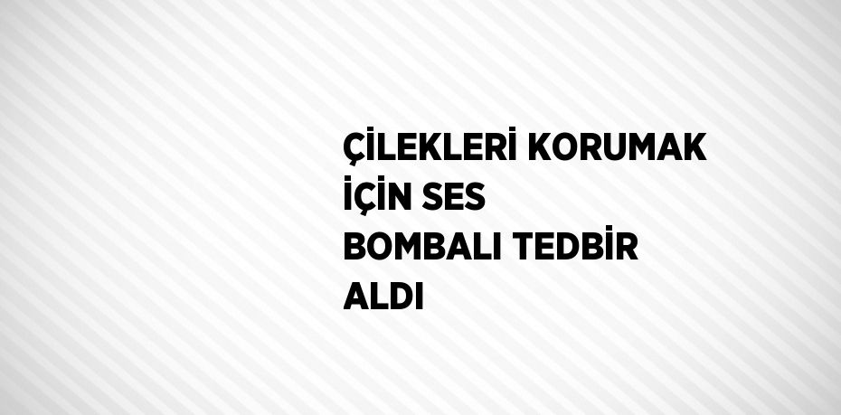 ÇİLEKLERİ KORUMAK İÇİN SES BOMBALI TEDBİR ALDI