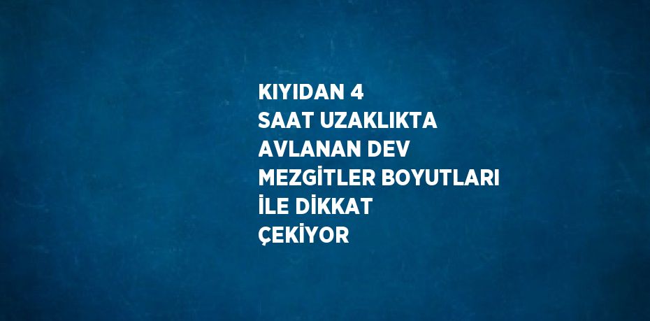 KIYIDAN 4 SAAT UZAKLIKTA AVLANAN DEV MEZGİTLER BOYUTLARI İLE DİKKAT ÇEKİYOR