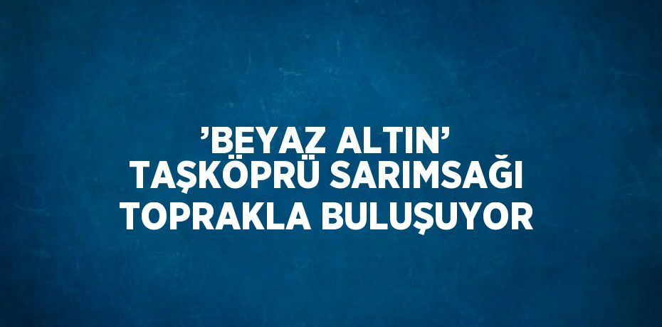’BEYAZ ALTIN’ TAŞKÖPRÜ SARIMSAĞI TOPRAKLA BULUŞUYOR