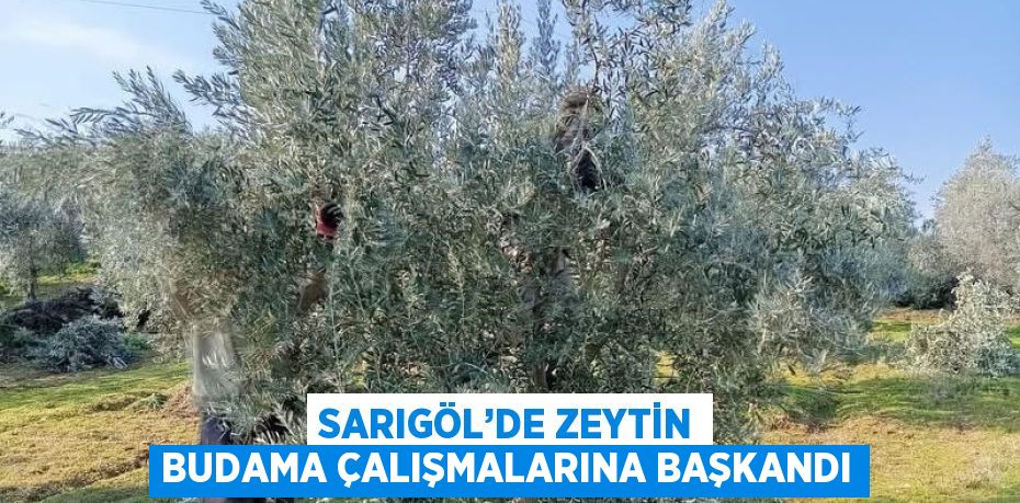 SARIGÖL’DE ZEYTİN BUDAMA ÇALIŞMALARINA BAŞKANDI