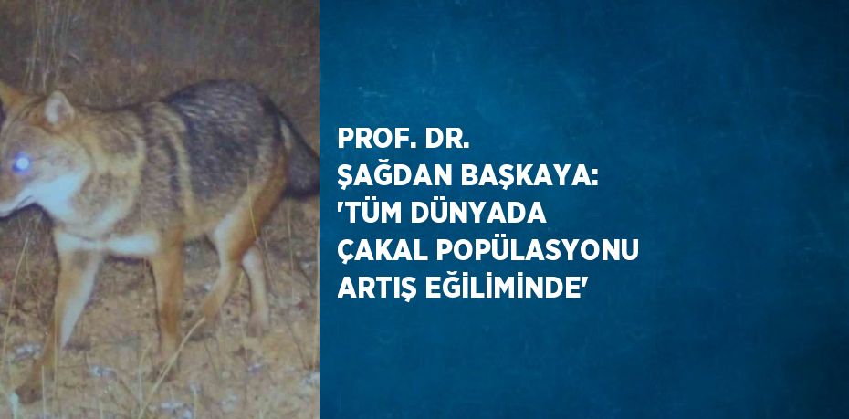 PROF. DR. ŞAĞDAN BAŞKAYA: 'TÜM DÜNYADA ÇAKAL POPÜLASYONU ARTIŞ EĞİLİMİNDE'