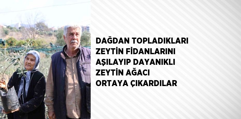 DAĞDAN TOPLADIKLARI ZEYTİN FİDANLARINI AŞILAYIP DAYANIKLI ZEYTİN AĞACI ORTAYA ÇIKARDILAR