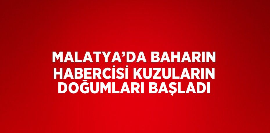 MALATYA’DA BAHARIN HABERCİSİ KUZULARIN DOĞUMLARI BAŞLADI