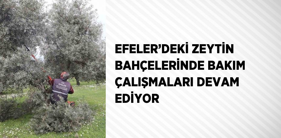 EFELER’DEKİ ZEYTİN BAHÇELERİNDE BAKIM ÇALIŞMALARI DEVAM EDİYOR