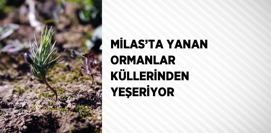 MİLAS’TA YANAN ORMANLAR KÜLLERİNDEN YEŞERİYOR